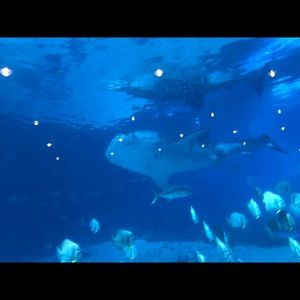 Meet your Posher, Miranda